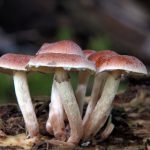 深入了解澳葡娱乐的历史背景与发展历程 07wlfn