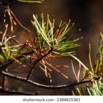 JRS直播NBA篮球赛事:高清免费观看全程精彩对决 953p8m3