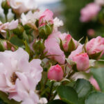 JRS直播手机版:随时随地畅享高清体育赛事 qu5mprfcw4